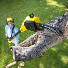 Best Hazardous Tree Removal  in Mount Rainier, MD