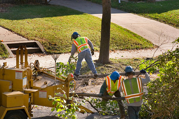 Best Tree Removal  in Mount Rainier, MD