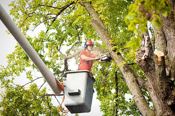Best Tree Mulching  in Mount Rainier, MD