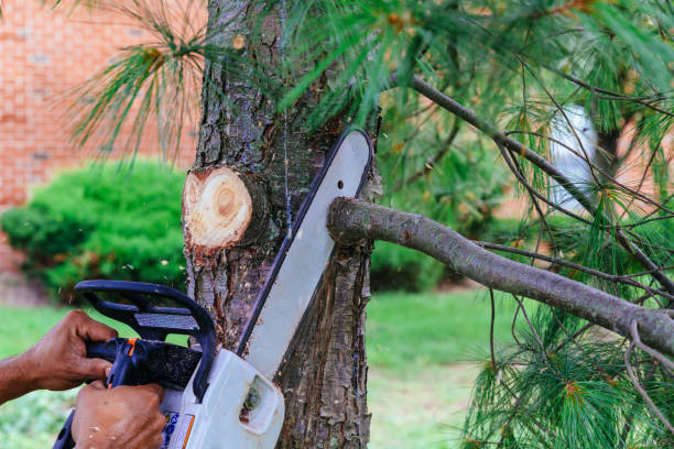 How Our Tree Care Process Works  in  Mount Rainier, MD